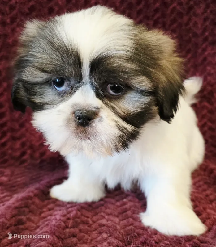 Marvel  – Shih Tzu puppy for sale in Kendall, WI