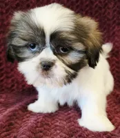 Marvel , a male Shih Tzu for sale in Kendall, WI – 1 of 1