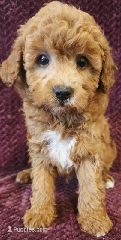 Carter – Goldendoodle puppy for sale in Kendall, WI