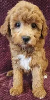 Carter, a male Goldendoodle for sale in Kendall, WI – 1 of 1