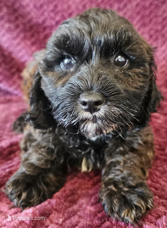 Cody – Cavapoo puppy for sale in Kendall, WI