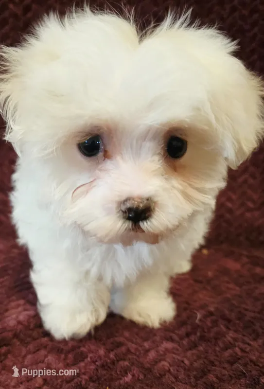 Maverick – Maltese puppy for sale in Kendall, WI