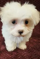 Maverick, a male Maltese for sale in Kendall, WI – 1 of 1