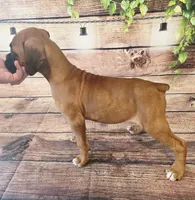 FEMALE #4, a female Boxer for sale in Kendall, WI – 2 of 4