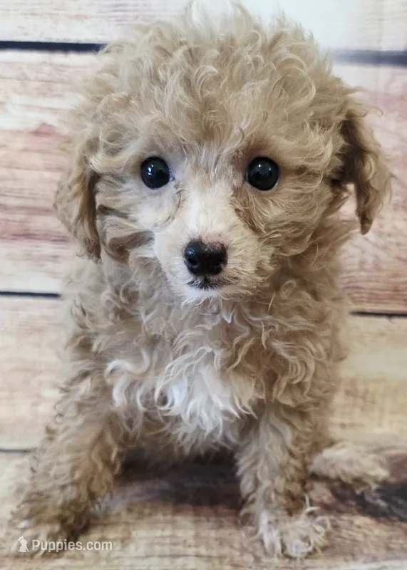Millie – Poodle - Toy  puppy for sale in Kendall, WI