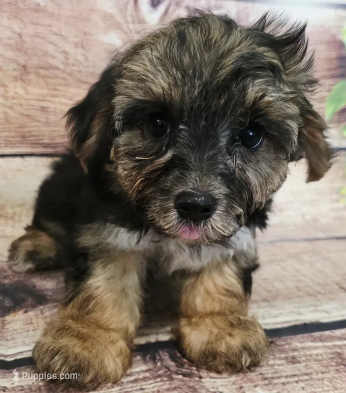 Bella – Morkie puppy on hold in Kendall, WI