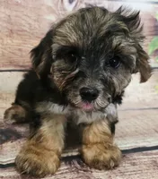 Bella, a female Morkie for sale in Kendall, WI – 1 of 1