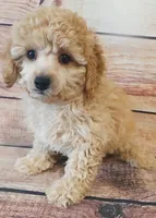 Milo, a male Poodle - Toy  for sale in Kendall, WI – 1 of 1