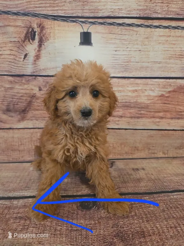 Bella – Shihpoo puppy for sale in Kendall, WI