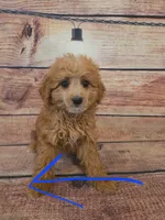 Bella, a male Shihpoo for sale in Kendall, WI – 1 of 1