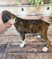 MALE #4, a male Boxer for sale in Kendall, WI – 2 of 4
