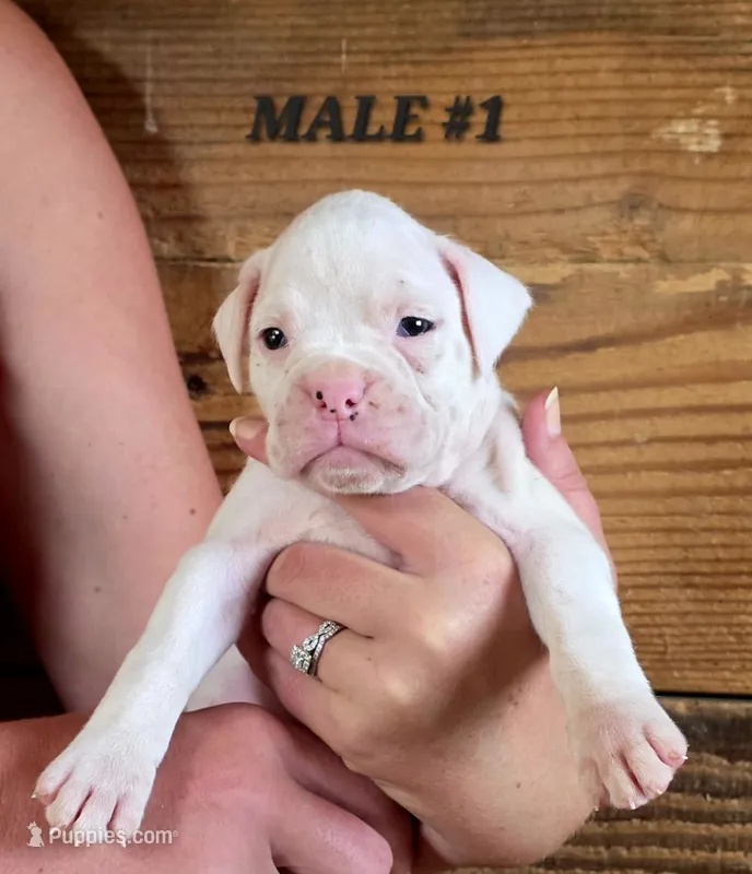Male #1 – Boxer puppy for sale in Kendall, WI