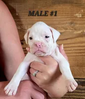 Male #1, a male Boxer for sale in Kendall, WI – 1 of 3