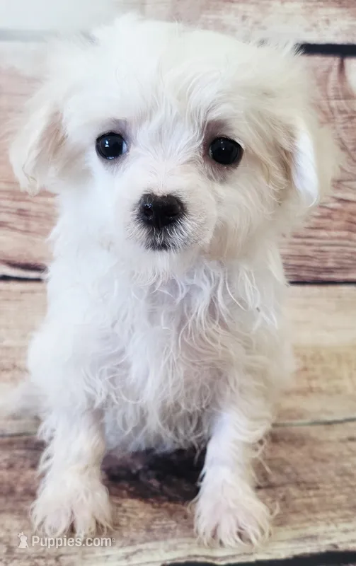 Lily – Maltese puppy on hold in Kendall, WI