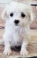 Lily, a female Maltese for sale in Kendall, WI – 1 of 1