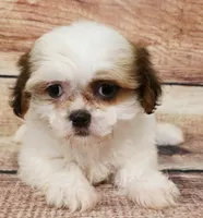 Leo, a male Shih Tzu for sale in Kendall, WI – 1 of 1