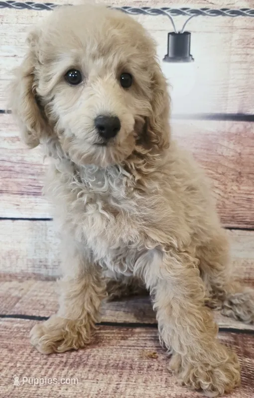 Billy – Poodle - Toy  puppy for sale in Kendall, WI