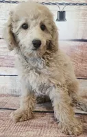 Billy, a male Poodle - Toy  for sale in Kendall, WI – 1 of 1