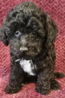 Cash, a male Poodle - Toy  for sale in Kendall, WI – 1 of 1