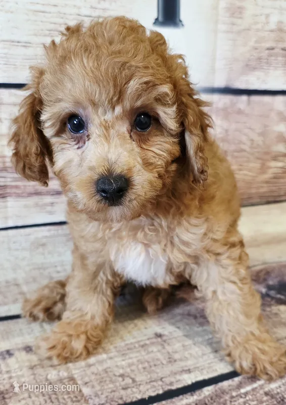 Blake – Poodle - Toy  puppy for sale in Kendall, WI