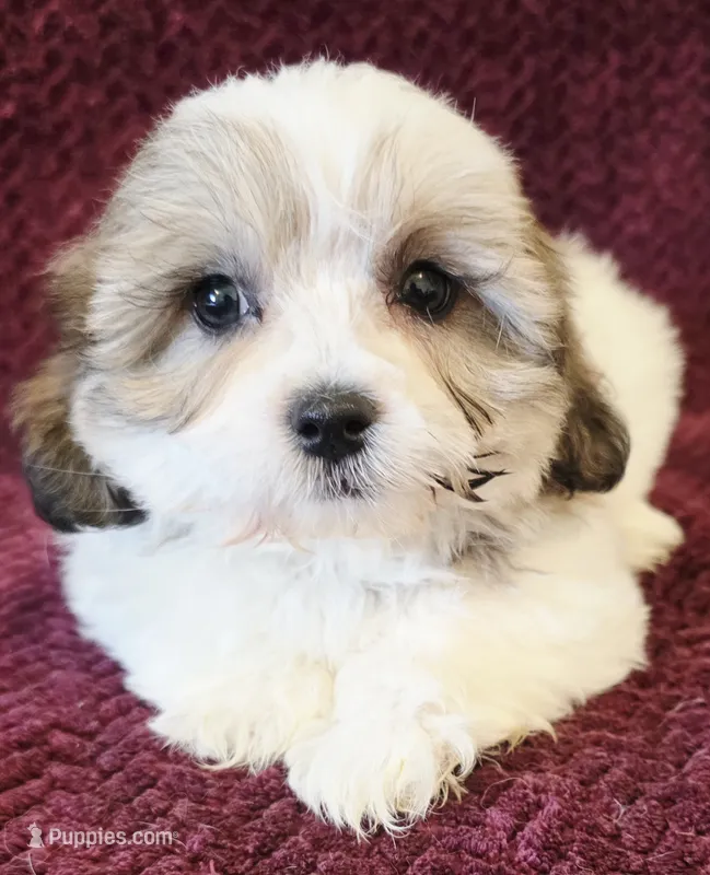 Milly – Shichon puppy for sale in Kendall, WI