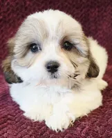 Milly, a male Shichon for sale in Kendall, WI – 1 of 1