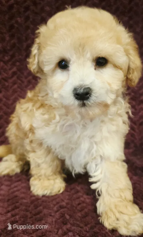 James – Goldendoodle puppy for sale in Kendall, WI