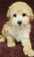 James, a male Goldendoodle for sale in Kendall, WI – 1 of 1