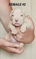 FEMALE #2, a female Boxer for sale in Kendall, WI – 1 of 3
