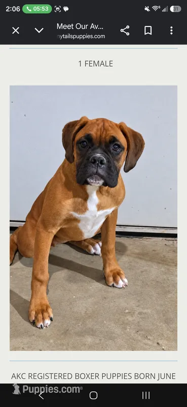 Rosie – Boxer puppy for sale in Kendall, WI
