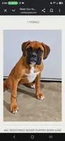 Rosie, a female Boxer for sale in Kendall, WI – 1 of 1