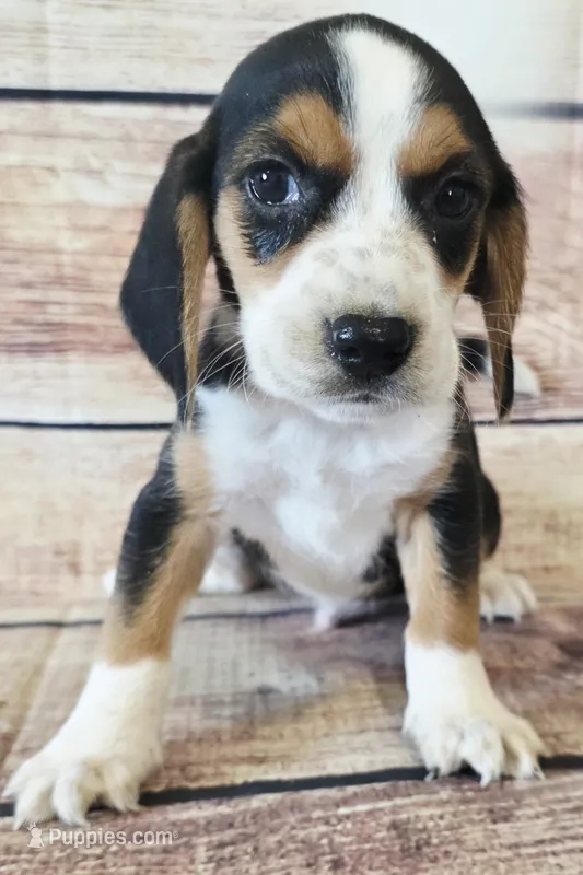 Blake – Beagle puppy for sale in Kendall, WI