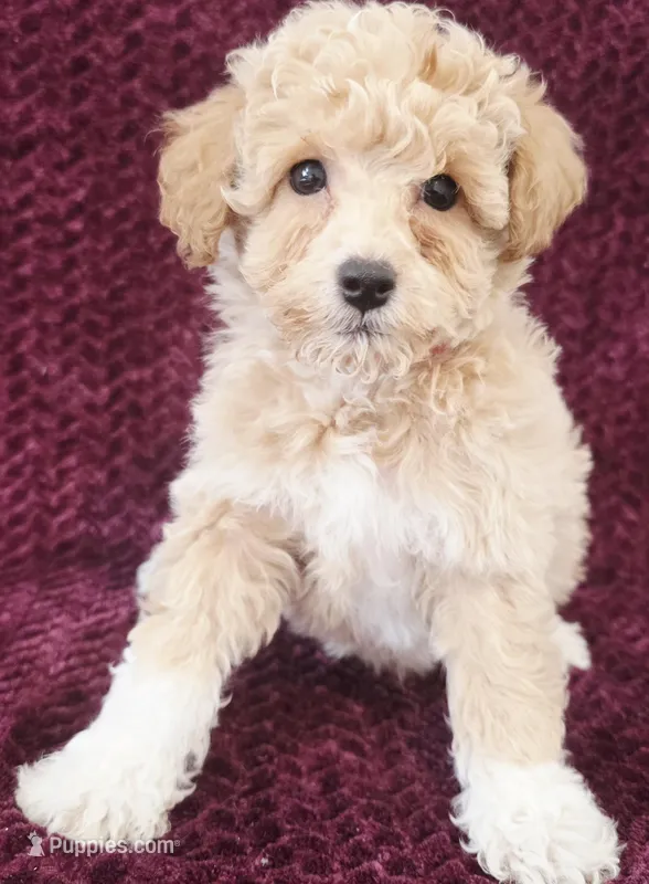 Baker – Poodle - Toy  puppy for sale in Kendall, WI