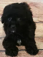 Cody, a male Shihpoo for sale in Kendall, WI – 1 of 1