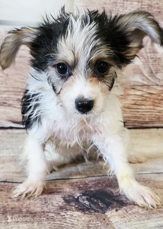 Kiki – Morkie puppy for sale in Kendall, WI