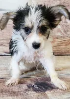 Kiki, a female Morkie for sale in Kendall, WI – 1 of 1