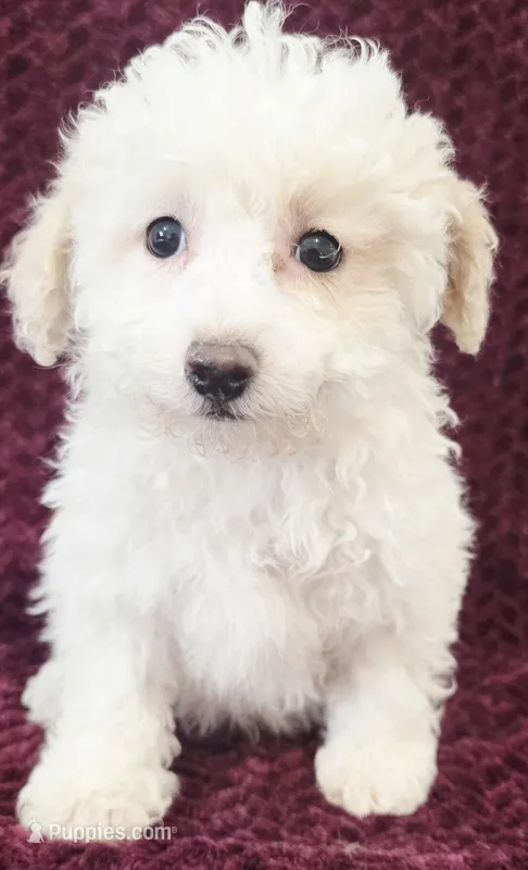 Shane – Poodle - Toy  puppy for sale in Kendall, WI