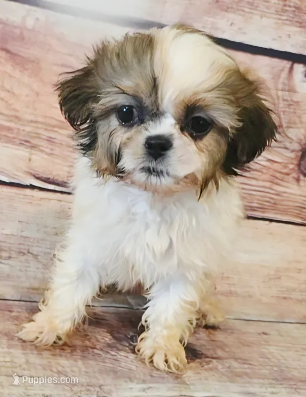 Star – Shih Tzu puppy for sale in Kendall, WI