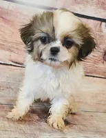 Star, a female Shih Tzu for sale in Kendall, WI – 1 of 1
