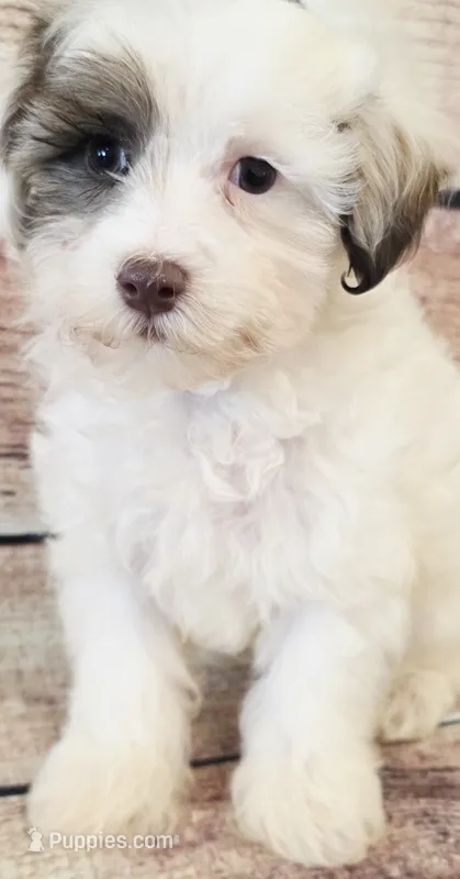 Baby – Maltipoo puppy for sale in Kendall, WI