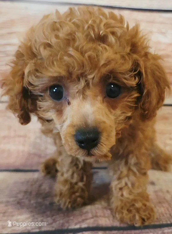 Cody – Poodle - Toy  puppy for sale in Kendall, WI