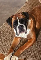 FEMALE #1, a female Boxer for sale in Kendall, WI – 2 of 3