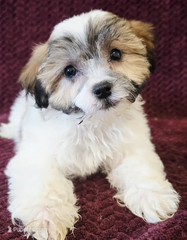 Rocky – Shichon puppy for sale in Kendall, WI