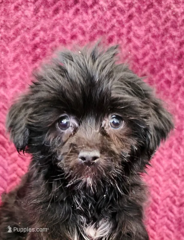 Amy – Shorkie puppy for sale in Kendall, WI