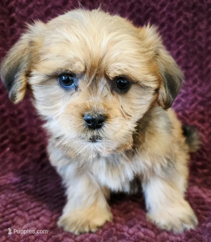 Blake – Shorkie puppy for sale in Kendall, WI