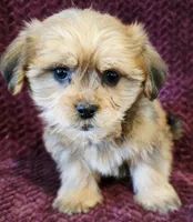 Blake, a male Shorkie for sale in Kendall, WI – 1 of 1