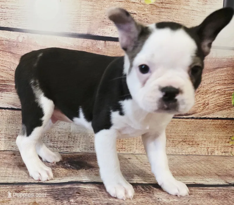 Cooper – Boston Terrier puppy for sale in Kendall, WI