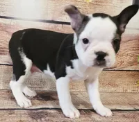 Cooper, a male Boston Terrier for sale in Kendall, WI – 1 of 1