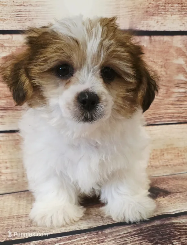 Johnny  – Shorkie puppy for sale in Kendall, WI