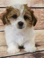 Johnny , a male Shorkie for sale in Kendall, WI – 1 of 1